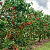 Rows of cherry trees laden with ripe red cherries under a cloudy sky.