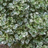 Close-up of lush foliage from a plant with green and white variegated leaves.