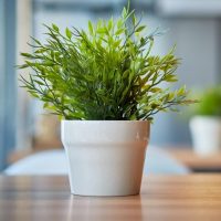 A green leafy plant in a white ceramic pot sits on a wooden table with a blurred background.