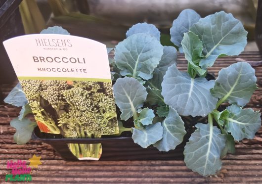A Brassica 'Broccoletti' in a 4" pot features lush green leaves, offering a touch of elegance to your garden.