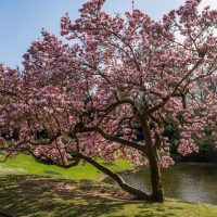 A blossoming tree with pink flowers stands next to a pond in a park, under a clear blue sky.
