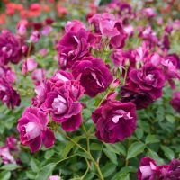A cluster of vibrant purple roses with green foliage in a garden setting.