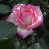 A Rose 'The Childrens' 3ft Standard (Bare Rooted) in full bloom, with pink and white petals, stands at 3ft tall, surrounded by dark green leaves.