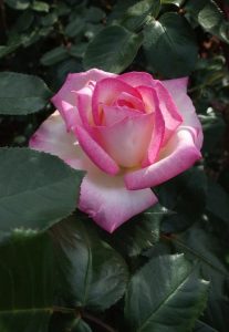 A Rose 'The Childrens' 3ft Standard (Bare Rooted) in full bloom, with pink and white petals, stands at 3ft tall, surrounded by dark green leaves.