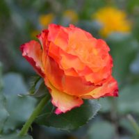 Close-up of a vibrant orange and yellow rose in full bloom, surrounded by blurred greenery and hints of yellow flowers in the background.