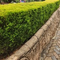 A stone path winds gently with a stone wall on the right and a manicured hedge on the left. Behind the hedge, glimpses of Jacaranda 'Bonsai Blue' (PBR) in a 20" pot add a burst of color to the serene landscape.