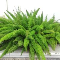 A dense cluster of bright green, feathery asparagus fern plants growing against a white wall.