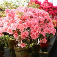 A potted Azalea indica 6" Pot with clusters of light pink flowers is positioned in a greenhouse among various other flowering plants, thriving beautifully.