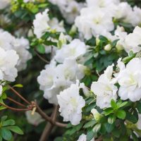A beautiful cluster of Azalea 'Seikei' flowers in full bloom, nestled in an 8" pot with lush green leaves surrounding them.