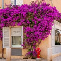 A storefront with a sign "Marchese Gioielli" is adorned with vibrant purple bougainvillea flowers, a red fire hydrant stands in front of it.