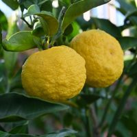 Two Citrus 'Yuzu' Japanese Dwarf Lemons growing on a tree with green leaves in an 8" pot, showcasing the vibrant essence of citrus.
