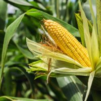 A close-up of a sweet, ripe Corn 'Sweet' cob partially covered by its husk, surrounded by green corn leaves in a 4" pot field.