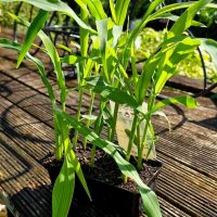 A tray of Corn 'Sweet' 4" Pot seedlings is arranged on a wooden surface with sunlight gently filtering through.