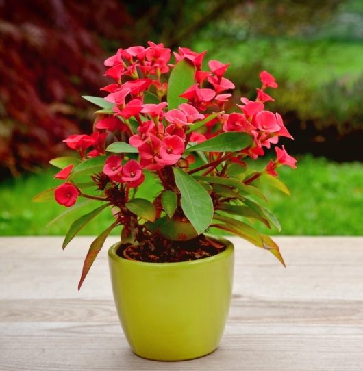 A Euphorbia 'Milii Red' Crown of Thorns in a 7" pot, showcasing vibrant red flowers, sits on a wooden surface against a blurred green and red outdoor background.