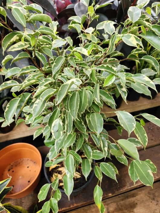 A Ficus 'Starlight' Weeping Fig in a 6" pot with variegated green leaves sits on a wooden surface next to an empty terracotta saucer.