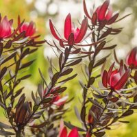 Close-up of red and green leaves on tall, slender branches against a blurred natural background.