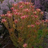 A colorful plant with orange and pink flowers stands among green foliage and purple flowering plants in a garden setting.