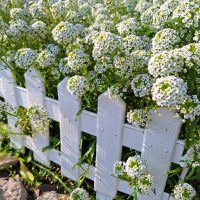 The Lobularia 'White' Sweet Alyssum, available in a 4" pot, blooms with small white flowers that grow densely around a white wooden picket fence. At the base of the fence, rocks and mulch add to the charming garden scene.