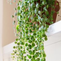 A potted string of turtles plant with green, turtle-shell-patterned leaves draping elegantly over a white ledge indoors, sharing its space with a beautifully structured Pittosporum 'Perfect Pillar' 16" Pot.