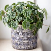 A green plant with round leaves in a decorative blue and white 16" pot sits perfectly on a windowsill, resembling the Pittosporum 'Perfect Pillar' variety.