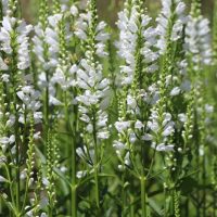 A cluster of white wildflowers with elongated petals and green stems, known as Physostegia 'White' Obedient Plant 4" Pot, growing in close proximity.