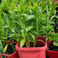 Physostegia 'White' Obedient Plants with green leaves in 4" red pots are displayed on a shelf.
