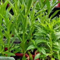 Physostegia 'White' Obedient Plant in 4" pots with long, narrow leaves are showcased on a yellow surface, highlighting their graceful elegance. Each pot features a visible tag.