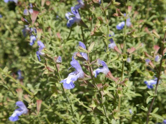 Salvia muirii 'Cape Sage' 4" Pot