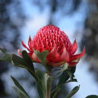 A detailed shot of the Telopea 'Enchanted® Flame' Waratah in a 6" pot, showcasing its vibrant red petals and lush green leaves, with a soft focus on the blue sky and dark foliage in the background.