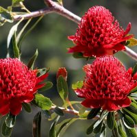 Three bright red waratah flowers in bloom on a branch with green leaves against a blurred background.