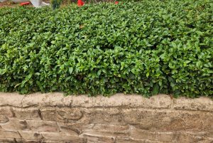 A Jacaranda 'Bonsai Blue' (PBR) 20" Pot with lush green leaves forms a neat hedge above a stone wall.