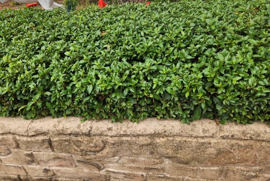 A Jacaranda 'Bonsai Blue' (PBR) 20" Pot with lush green leaves forms a neat hedge above a stone wall.