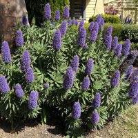 A lush bush with multiple tall purple flower spikes in front of a yellow house, surrounded by greenery.