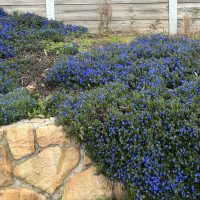 A garden bed with dense clusters of small blue flowers and green foliage bordered by a stone wall and wooden fence.