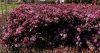 Close-up of vibrant, purple flowering bushes in an outdoor garden setting, with some surrounding greenery and a building visible in the background.