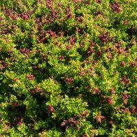 Dense foliage of Rhagodia 'Seaberry Saltbush,' with clusters of small red berries nestled among bright green leaves under sunlight. Perfect for a 6" pot.