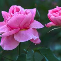 Close-up image of two pink roses in full bloom with a few unopened buds and green leaves in the background.