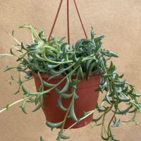 A hanging pot filled with a green, trailing succulent plant against a plain beige background.