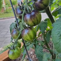 A cluster of Tomato 'Green Zebra' 4" Pot with dark purple shading grows on a vine, supported by a metal cage in a pot near a paved pathway.