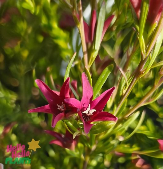 Close-up of two vibrant red Crowea 'Star Blush' Waxflowers in a 6" pot with green leaves in the background. Logo in the corner reads "Hello Hello Plants.