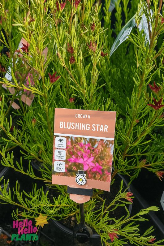 A Crowea 'Star Blush' Waxflower in a 6" pot, featuring narrow green leaves and pink flowers, is labeled with an informational sign displaying the plant’s name and care instructions.
