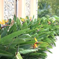 Lush green plants with vibrant, colorful Strelitzia 'Mandela's Gold' Bird of Paradise flowers line the edge of a stone building outdoors, flourishing in stylish Strelitzia 'Mandela's Gold' Bird of Paradise 8" Pots.