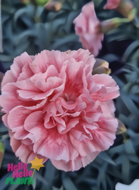 Close-up of Dianthus 'Sugar Plum Coral' in a 6" pot, featuring pink ruffled petals surrounded by green foliage and coral hues; "Hello Hello Plants" logo appears in the bottom left corner.