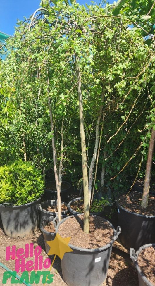 Salix 'Celtic Cascade' 24" Pot 1.8m