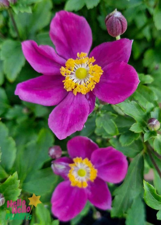 Two vibrant magenta Anemone Fantasy™ 'Ariel' Windflowers with yellow centers are surrounded by lush green leaves and buds in a 6" pot.