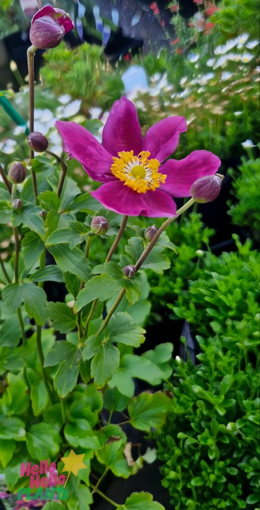 Anemone Fantasy™ 'Ariel' Windflower 6" Pot: A pink blossom with a yellow center and several buds, surrounded by lush green leaves in a charming garden setting.
