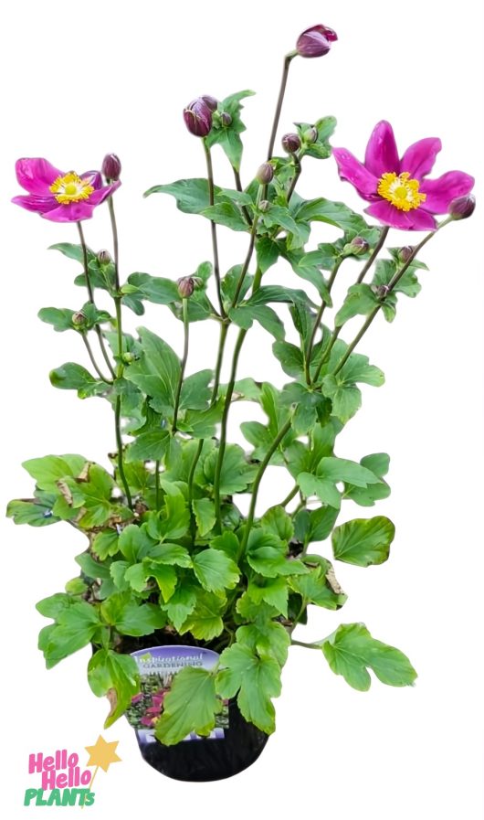 The Anemone Fantasy™ 'Ariel' Windflower in a 6" pot features pink flowers, vibrant green leaves, and delicate unopened buds against a simple background.