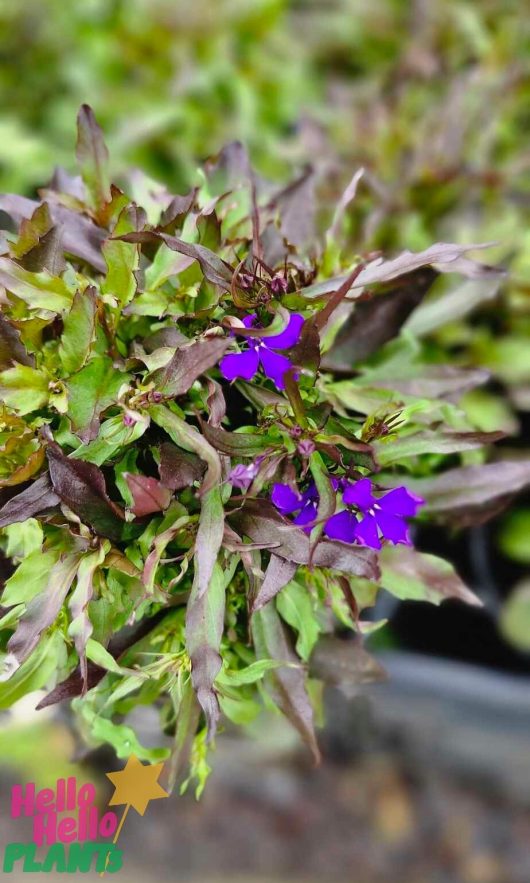 Close-up of a plant with dense green and purple leaves and small, vibrant purple flowers, labeled "Hello Hello Plants" in the corner. The captivating hues resemble those of the Lobelia 'Midnight Blue' 4" Pot, adding an enchanting touch to the scene.