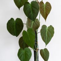 The Philodendron micans 'Velvet Leaf' is a vertical climbing plant with large, heart-shaped green leaves set against a white background.