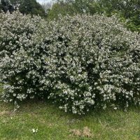 Dense shrub with numerous small white flowers in a green outdoor setting.
